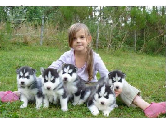 PoulaTo: Πολύ χαριτωμένο κουτάβια Siberian Husky